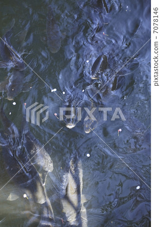 游泳鯉魚 7078146