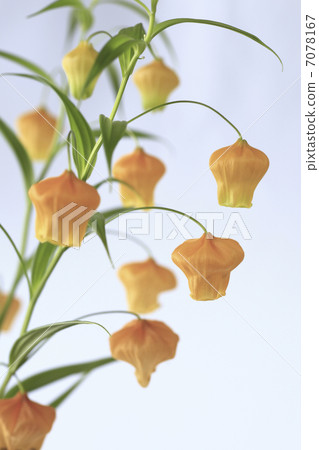 鐘形花 7078167