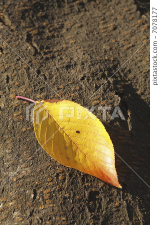 秋葉落葉 秋葉落葉 7078177