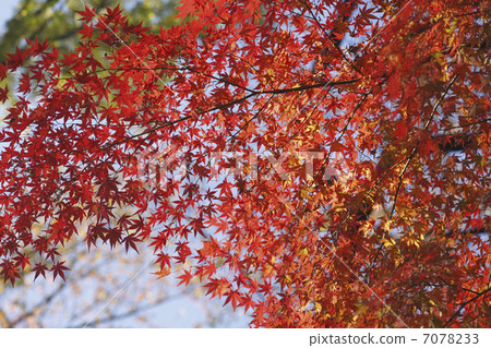 秋葉的Momiji 7078233