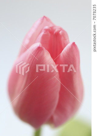 鬱金香 7078235