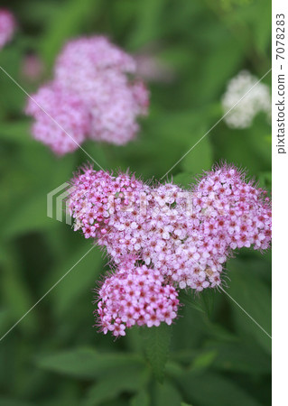 粉紅色的花朵 7078283