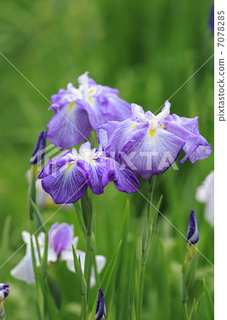 鳶尾花 7078285