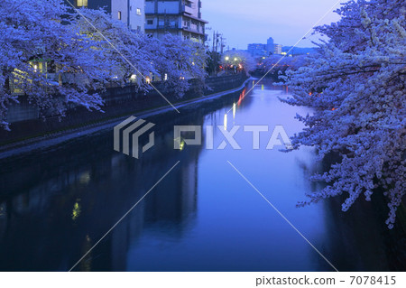 Cherry Blossoms	 7078415