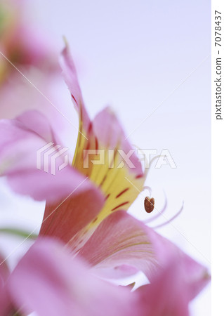 Flower Yurizu Sen Flower Yurizu Sen 7078437