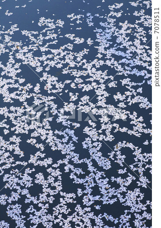 水錶面上的櫻花瓣 水錶面上的櫻花瓣 7078511