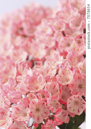 花卡爾米亞 7078654