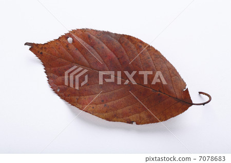 落葉 落葉 7078683