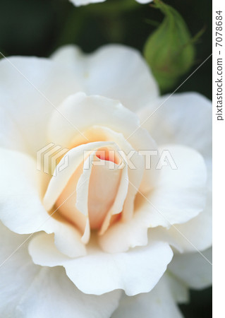 玫瑰 玫瑰 7078684