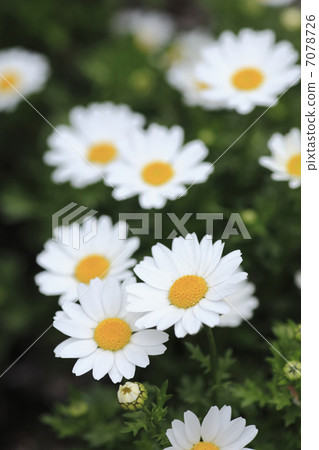 瑪格麗特 瑪格麗特 7078726