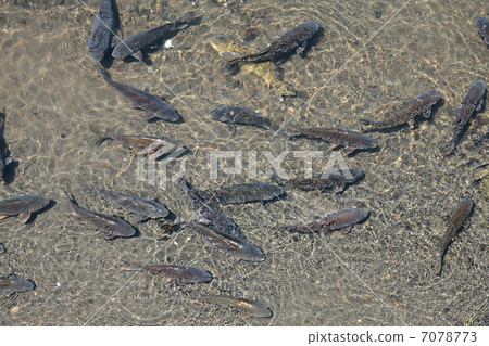 鯉魚 7078773