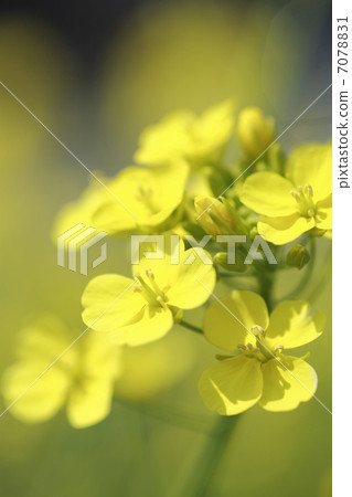 強姦開花 7078831