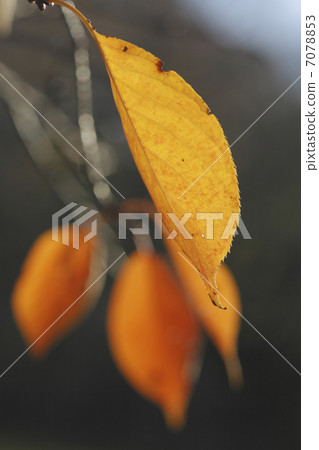 Autumn leaves 7078853