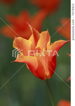 鬱金香 7078925