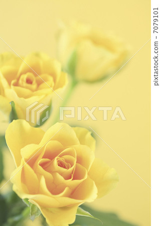 玫瑰 玫瑰 7079101