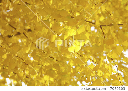 秋葉銀杏 秋葉銀杏 7079103