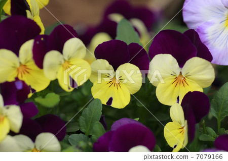 Pansy 7079166