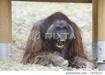 Orangutan 7079327
