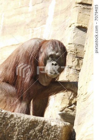 Orangutan 7079485