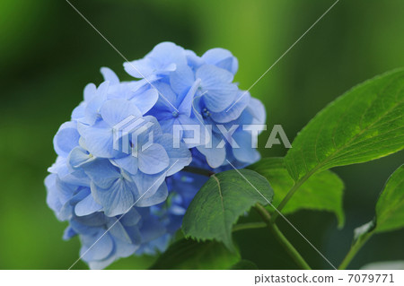 hydrangea hydrangea 7079771
