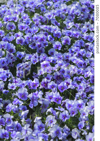 Pansy Pansy 7080085