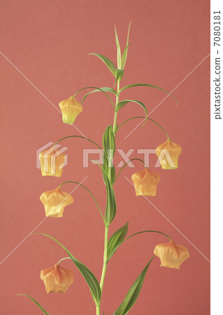 Bell-shaped flowers Bell-shaped flowers 7080181