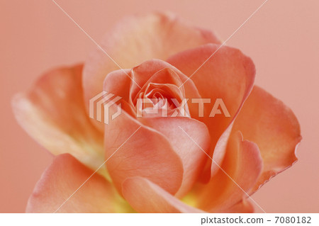 rose rose 7080182