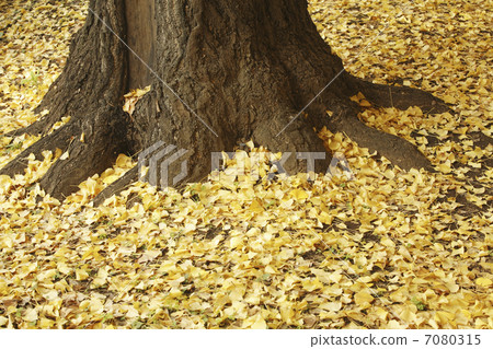 銀杏落葉 7080315