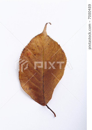 Fallen leaves  7080489