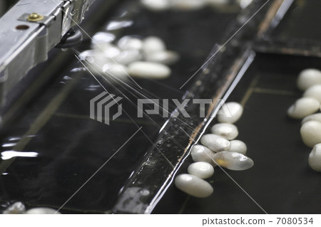 Silk factory 7080534