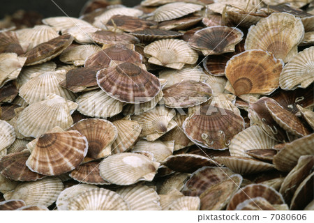 Farmed scallops 7080606