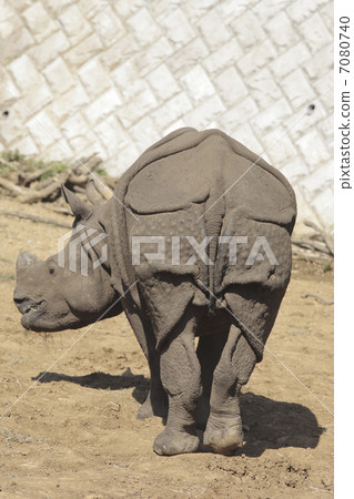 印度戒指 7080740