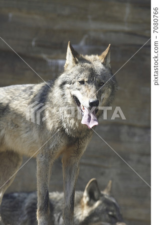 歐洲狼 7080766