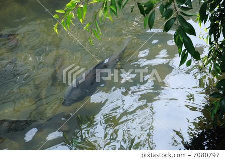 Carp in a canal Carp in a canal 7080797