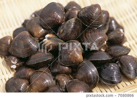 Yamato Shizimi Yamato Shizimi 7080866