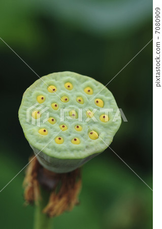 蓮花 蓮花 7080909