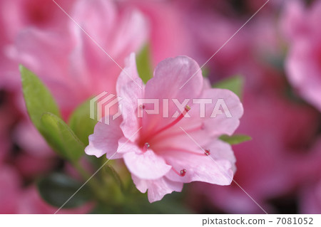 Azalea 7081052