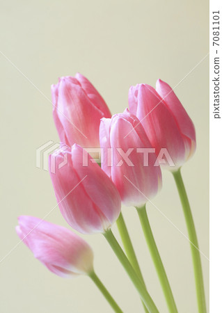 鬱金香 7081101