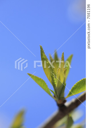 發芽 發芽 7081196