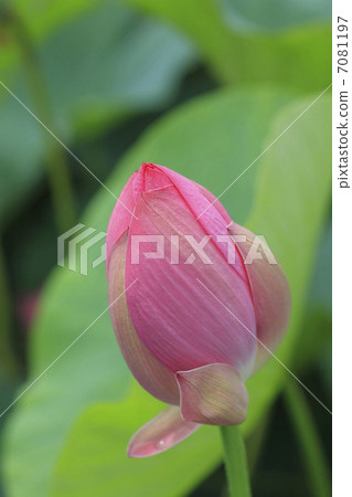 Bud of lotus Bud of lotus 7081197