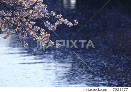 Cherry Blossoms	 7081277