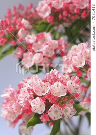 Flower Kalmia 7081418
