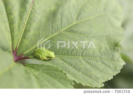 Frogs and leaves 7081558