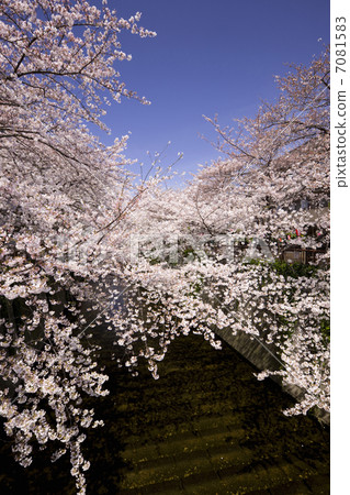 在Meguro河的櫻花行 7081583