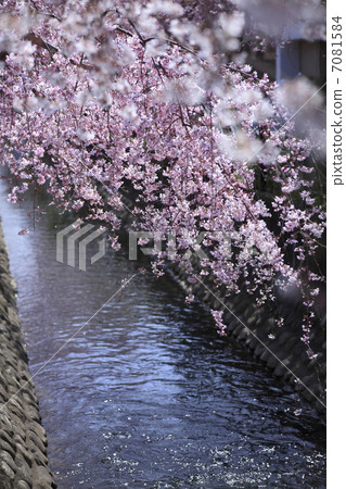 垂枝櫻花 7081584