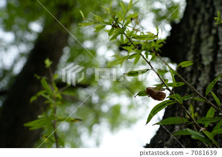 脫殼 脫殼 7081639