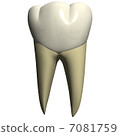 Tooth cheek side view 7081759