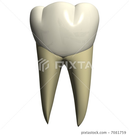 Tooth cheek side view 7081759