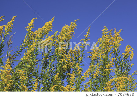 Awasada disillus 7084658