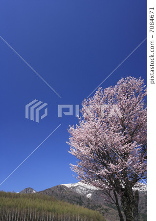 Cherry Blossoms	 7084671